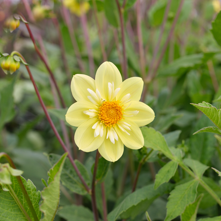 Dahlia Collarette Kelsey Sunshine