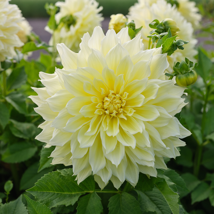 Dahlia Dinnerplate Kelvin Floodlight