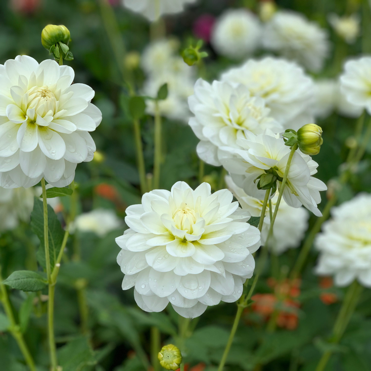 Dahlia Waterlily White Onesta