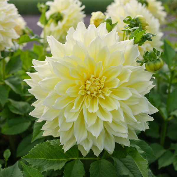 Dahlia Dinnerplate Kelvin Floodlight - 2 tuber clumps - Longfield