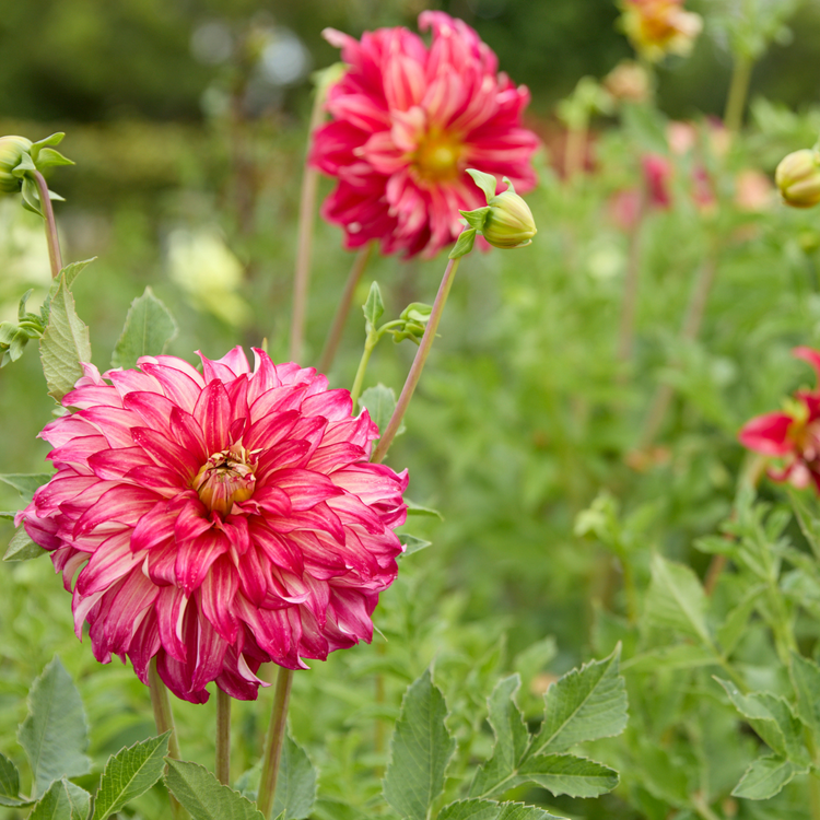 Dahlia Dinnerplate Lady Darlene