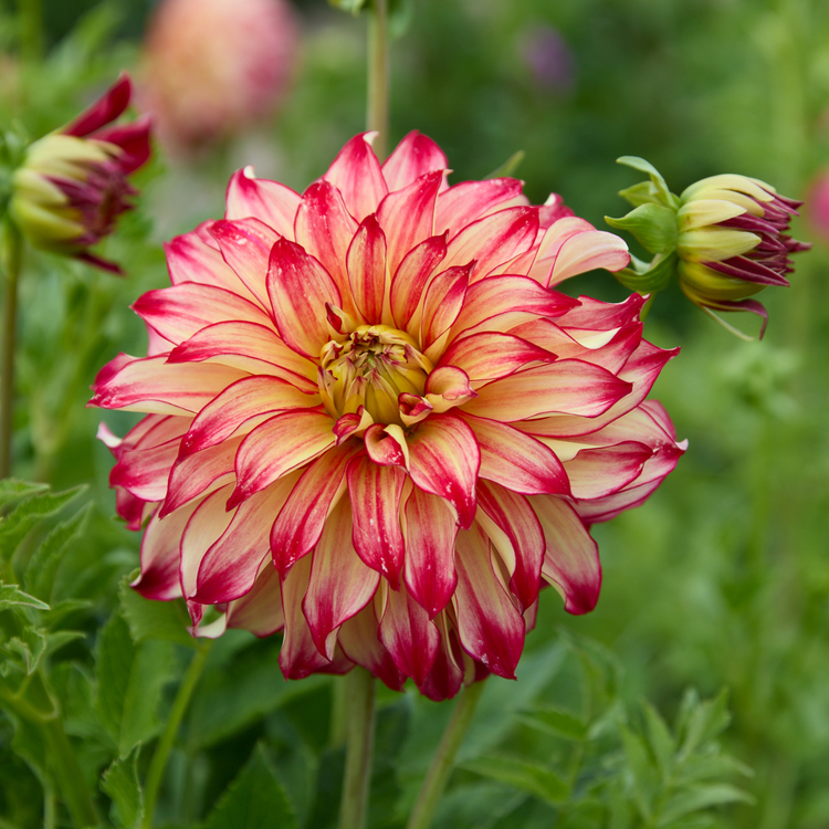 Dahlia Dinnerplate Lady Darlene