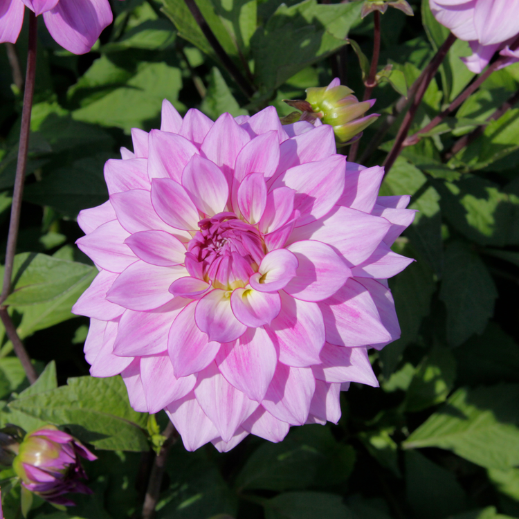 Dahlia Decorative Lake Michigan