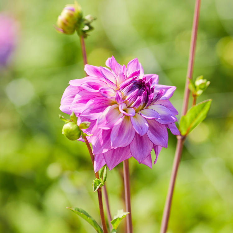 Dahlia Decorative Lake Michigan