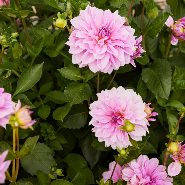Dahlia Dinnerplate Lavender Perfection