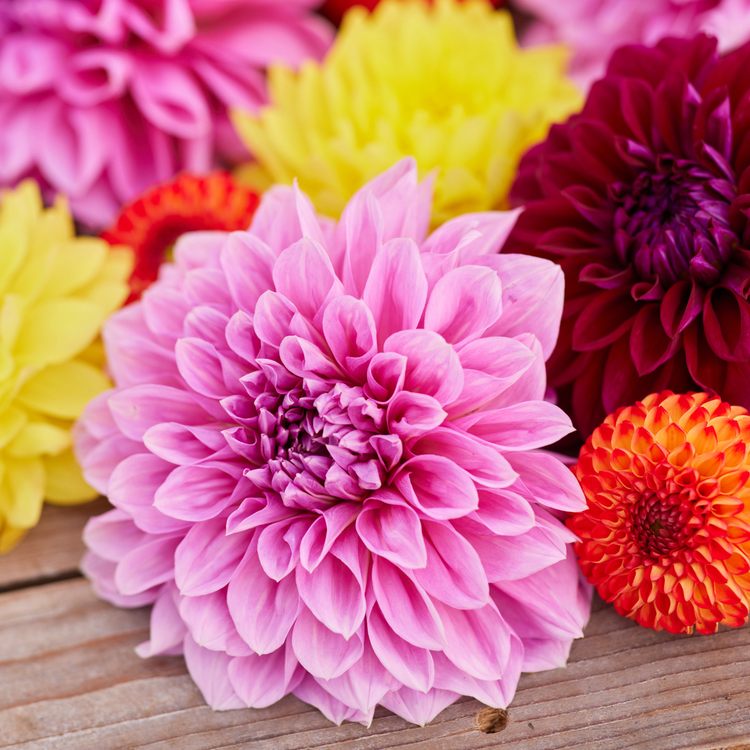 Dahlia Dinnerplate Lavender Perfection