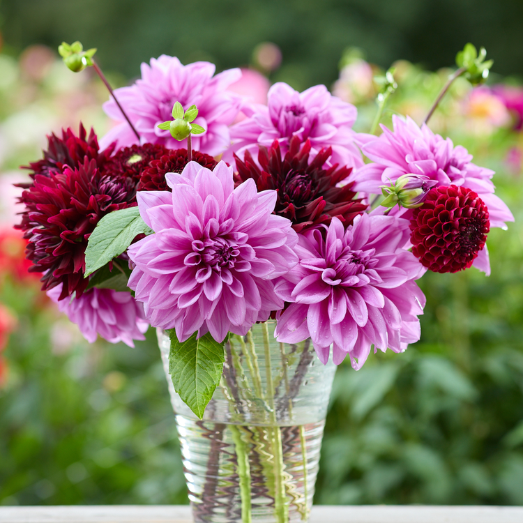Dahlia Dinnerplate Lilac Time