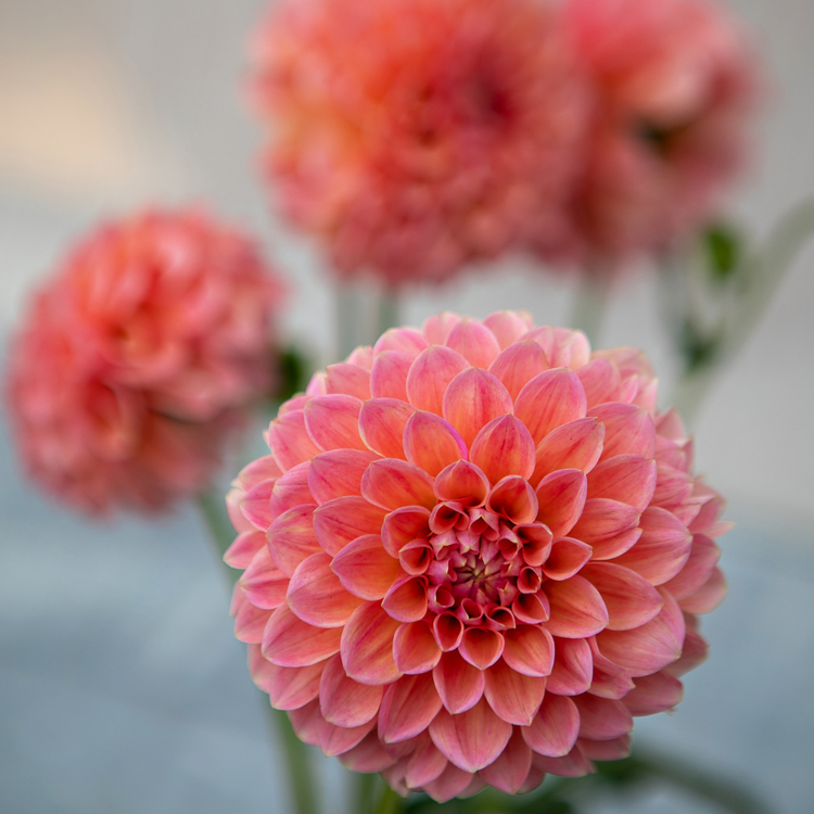 Dahlia Ball Linda's Baby
