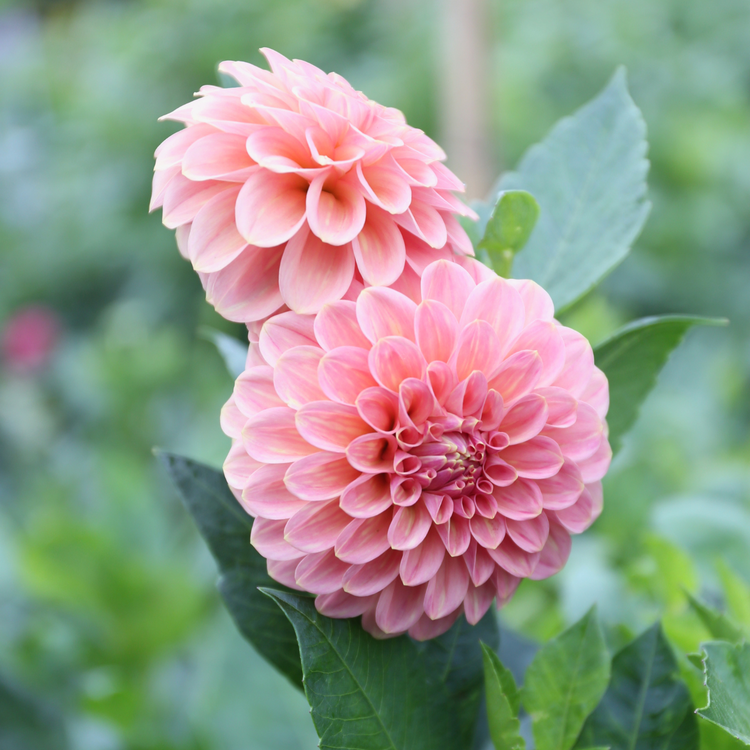 Dahlia Ball Linda's Baby
