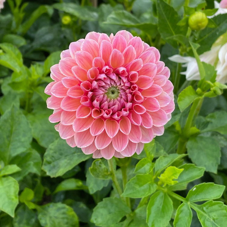 Dahlia Ball Linda's Baby