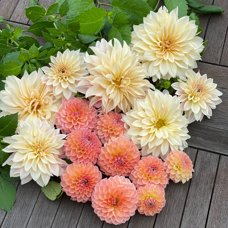 Dahlia Ball Linda's Baby