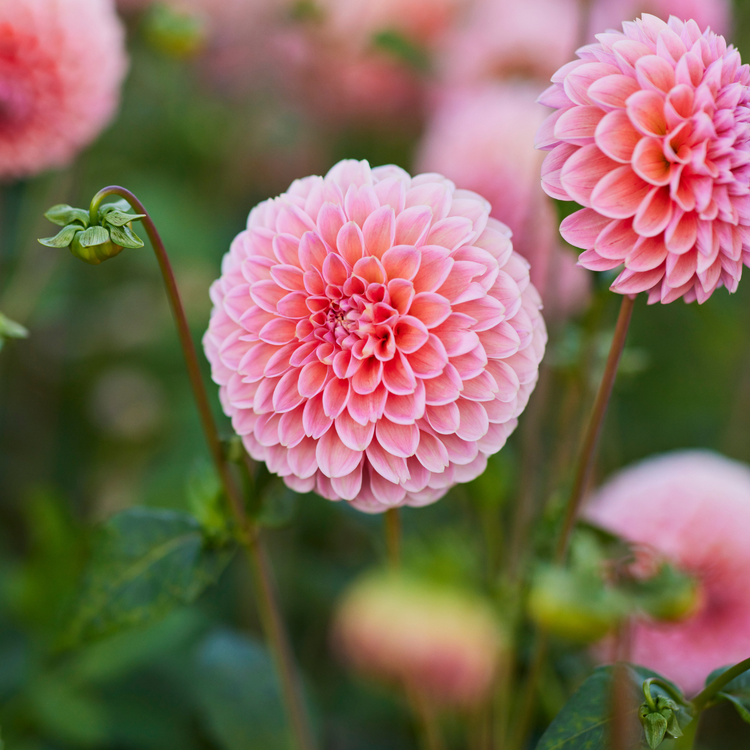 Dahlia Ball Linda's Baby