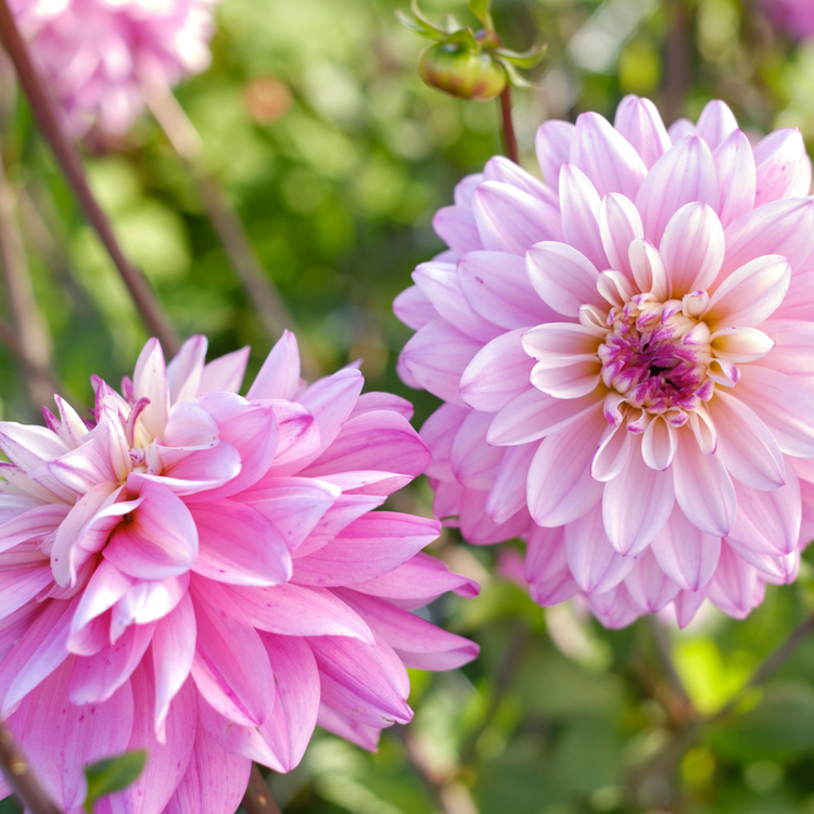 Dahlia Decorative Lucca Johanna