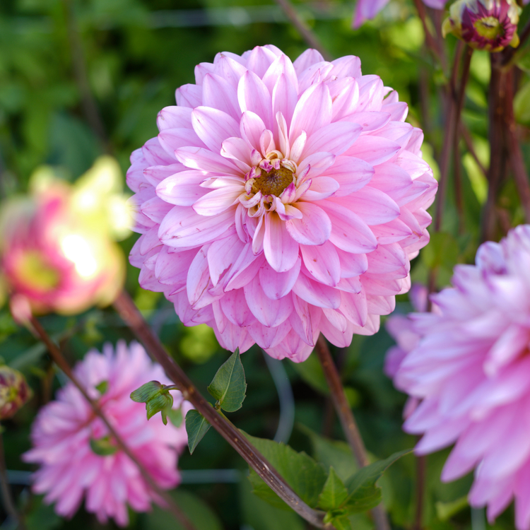 Dahlia Decorative Lucca Johanna