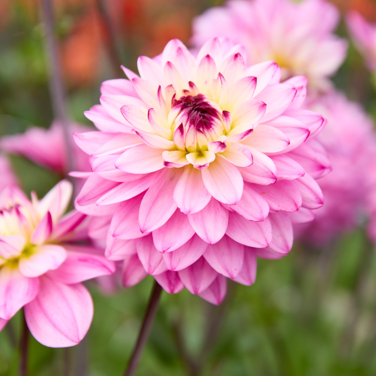 Dahlia Decorative Lucca Johanna