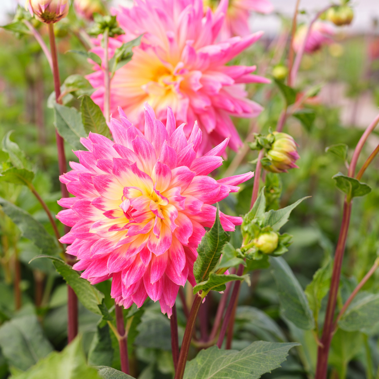 Dahlia Decorative Magic Sunrise