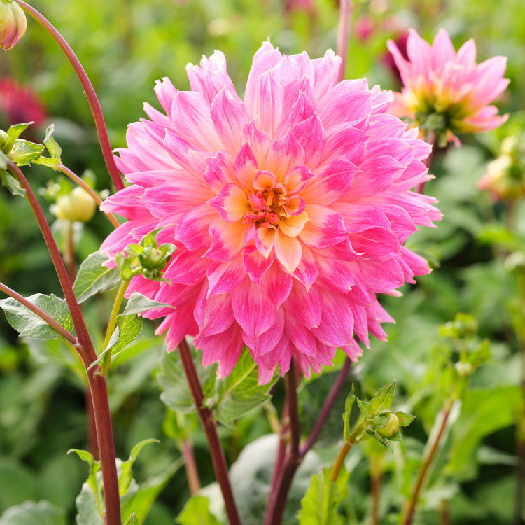 Dahlia Decorative Magic Sunrise