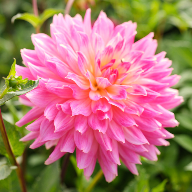Dahlia Decorative Magic Sunrise