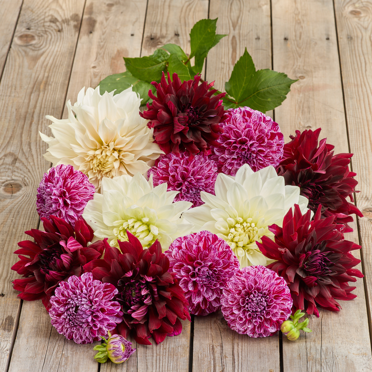 Dahlia Ball Marble Ball
