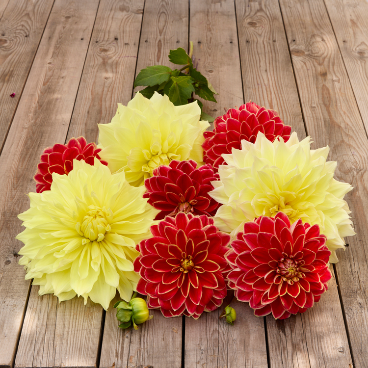 Dahlia Decorative Maxime