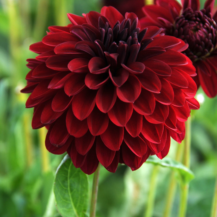 Dahlia Border Decorative Melody Mambo