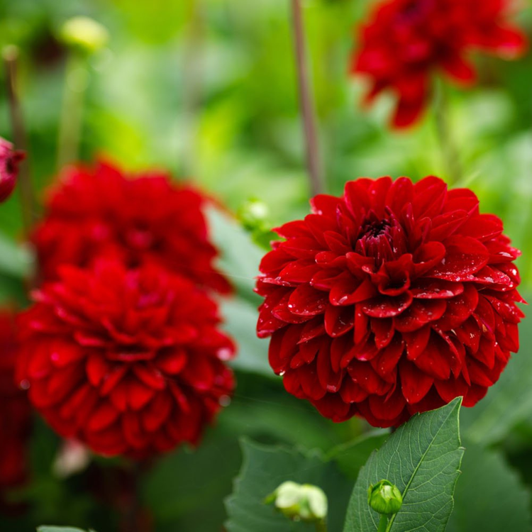 Dahlia Border Decorative Melody Mambo