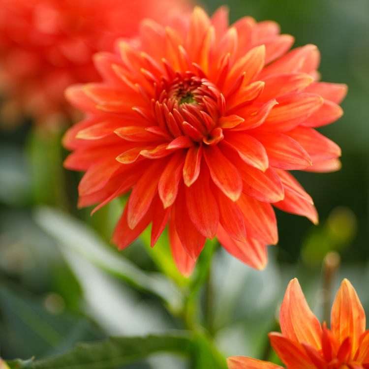 Dahlia Border Decorative Melody Swing