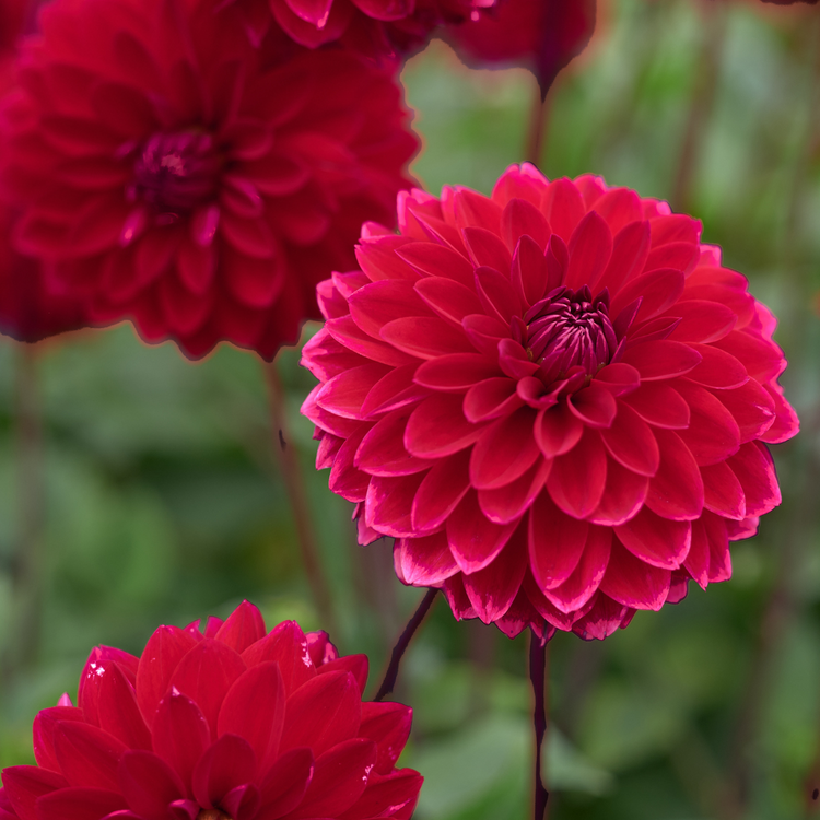 Dahlia Decorative Menorca