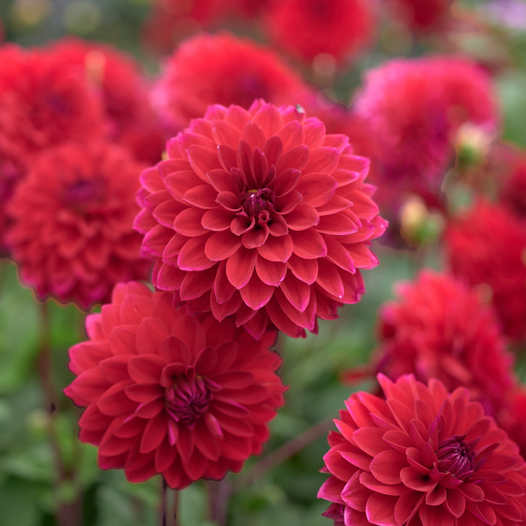Dahlia Decorative Menorca