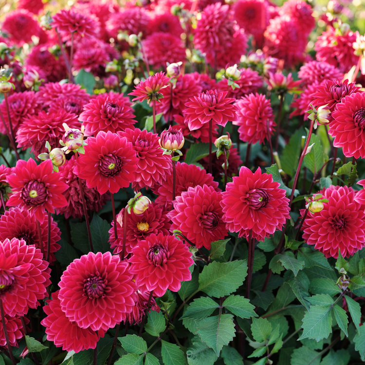 Dahlia Decorative Menorca