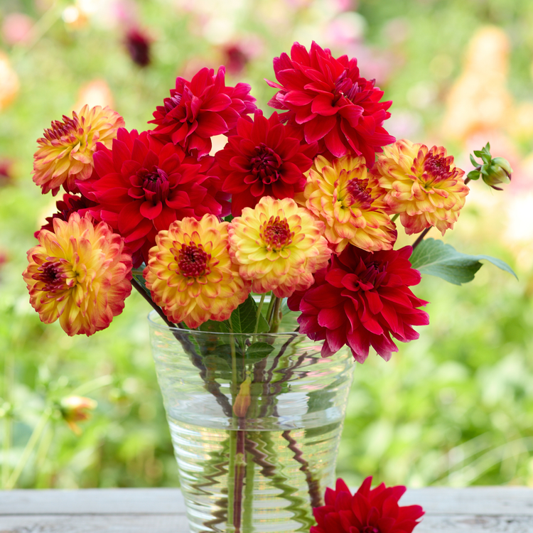 Dahlia Decorative Menorca