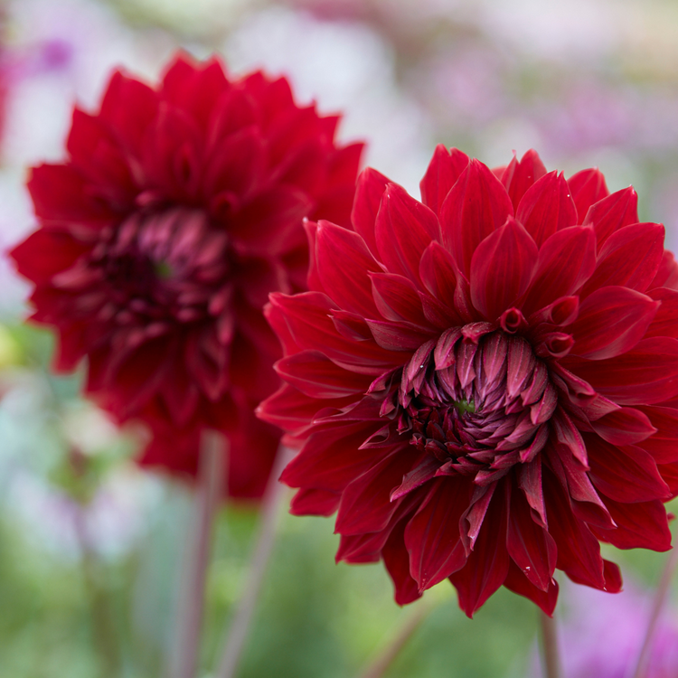 Dahlia Dinnerplate Mingus Alex