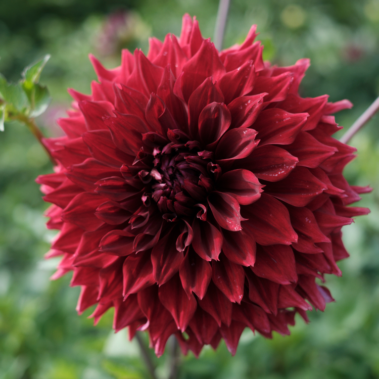 Dahlia Dinnerplate Mingus Alex
