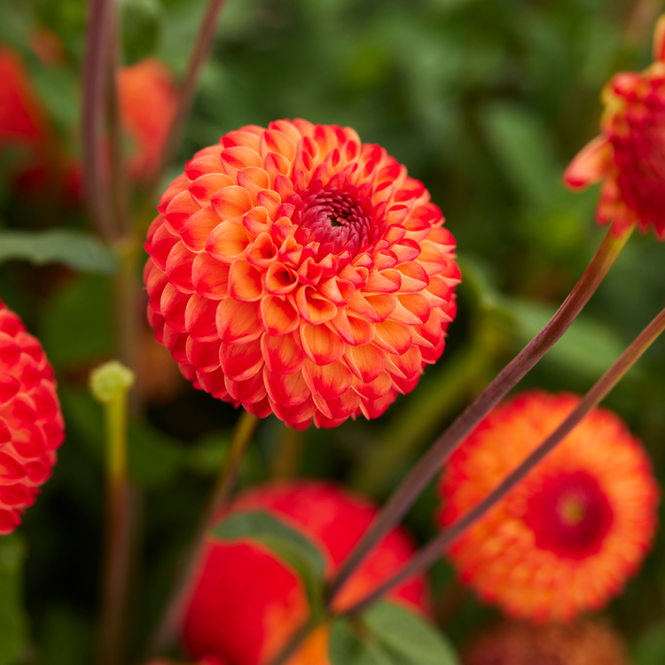 Dahlia Ball Mirella