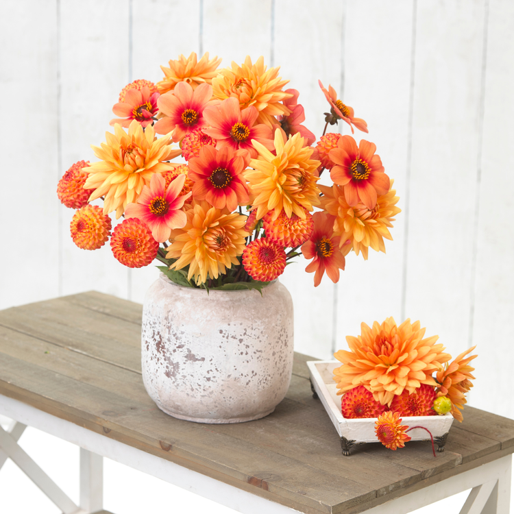 Dahlia Ball Mirella