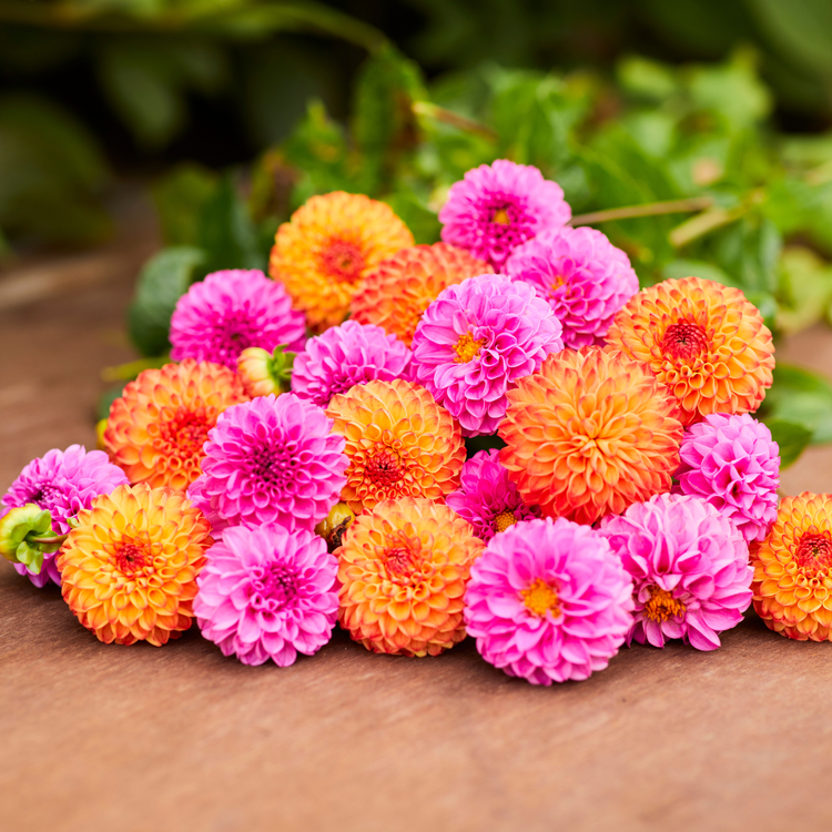 Dahlia Ball Mirella