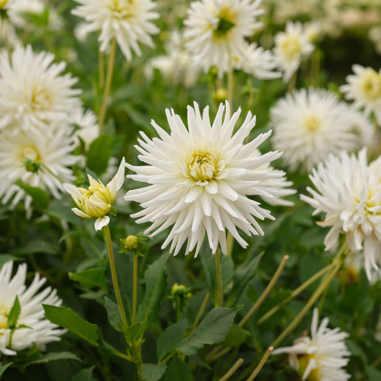 Dahlia Cactus My Love