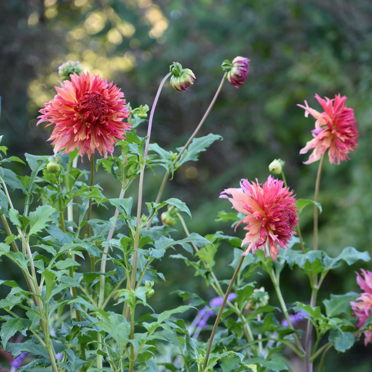 Dahlia Dinnerplate Myrtles Folly