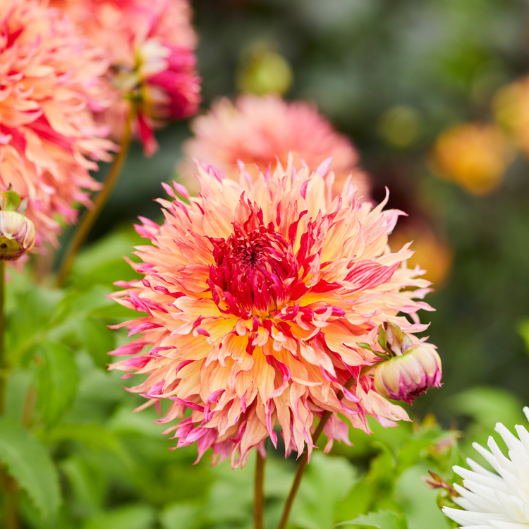 Dahlia Dinnerplate Myrtles Folly
