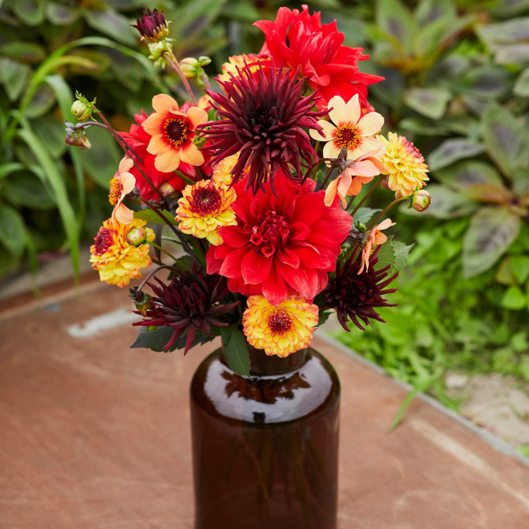Dahlia Cactus Nuit d'Ete