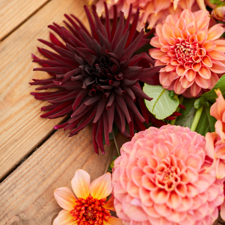 Dahlia Cactus Nuit d'Ete