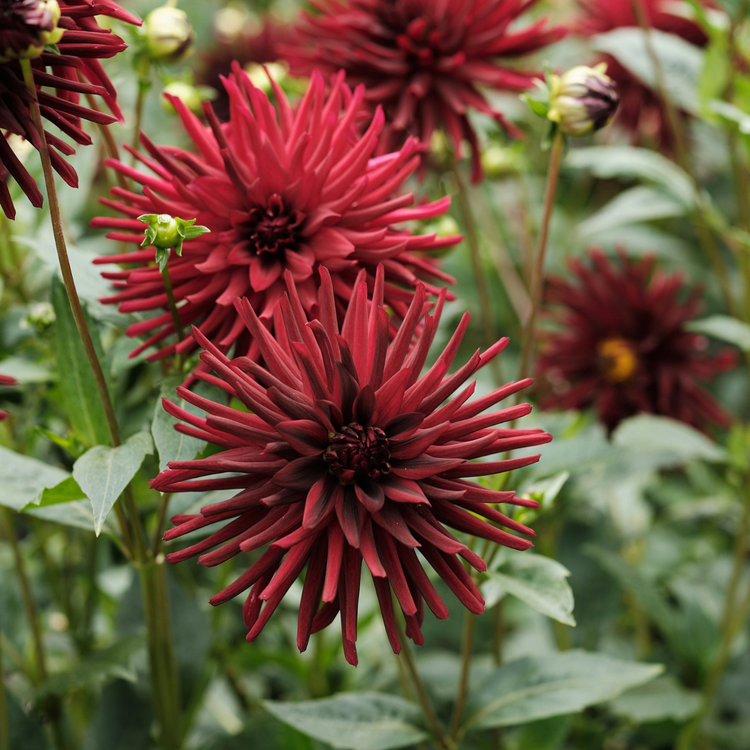 Dahlia Cactus Nuit d'Ete