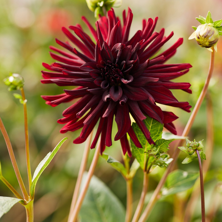 Dahlia Cactus Nuit d'Ete