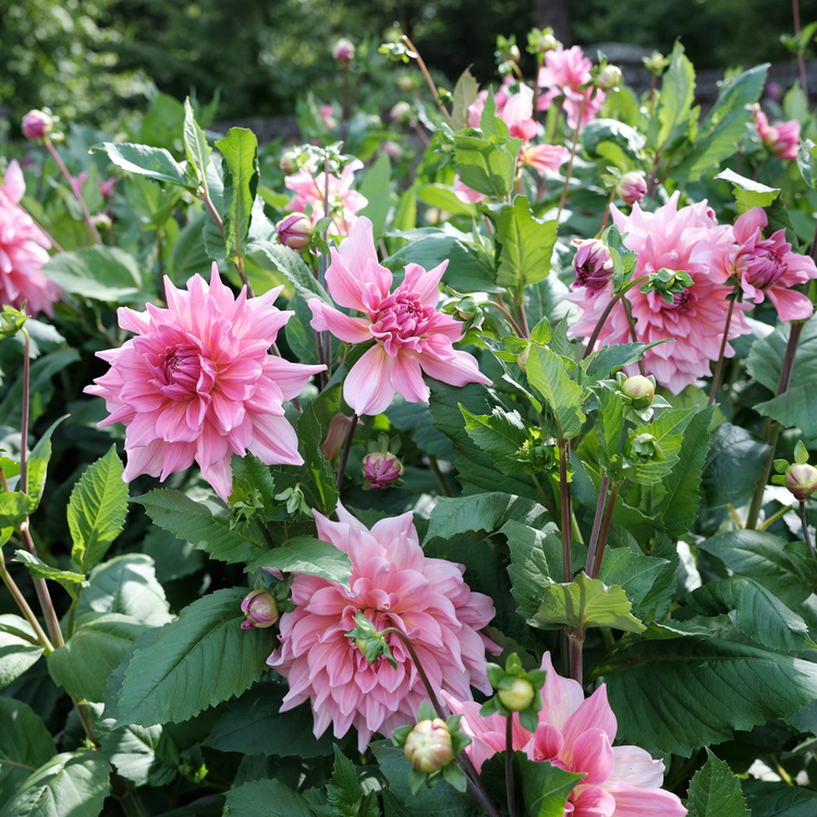 Dahlia Dinnerplate Otto's Thrill