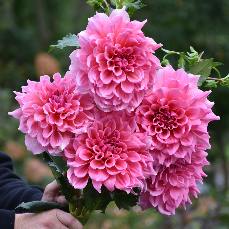 Dahlia Dinnerplate Otto's Thrill