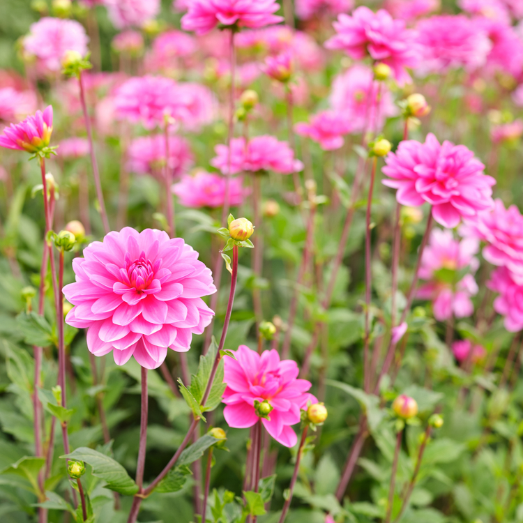 Dahlia Waterlily Onesta