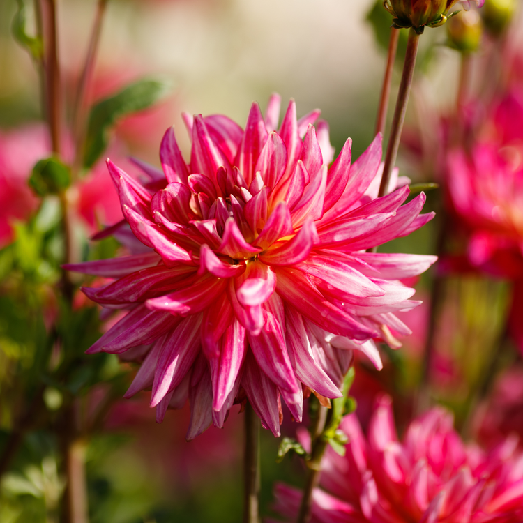 Dahlia Dinnerplate Pinkie Swear