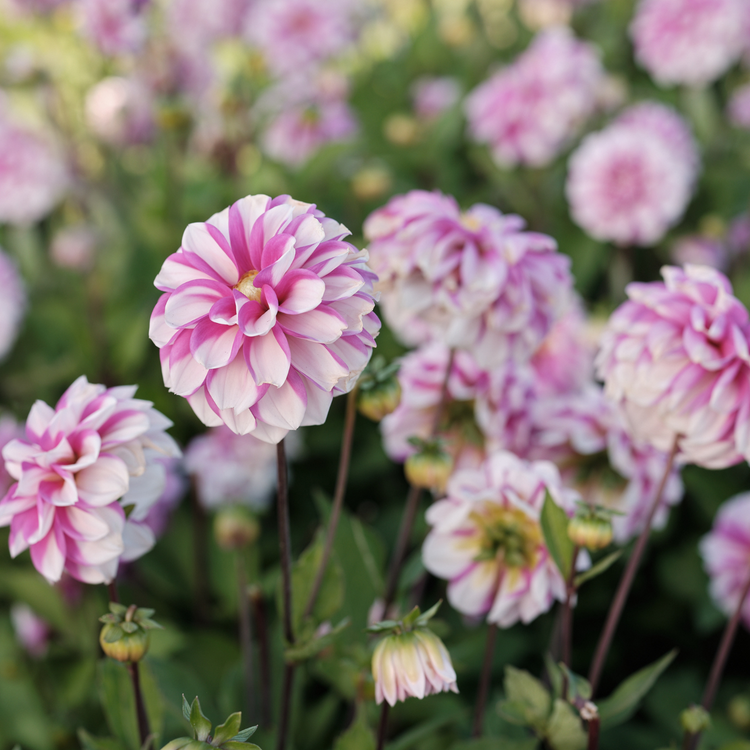 Dahlia Waterlily Priceless Pink