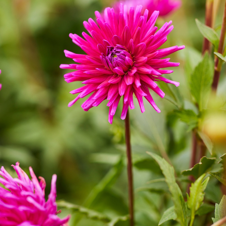 Dahlia Cactus Purple Gem
