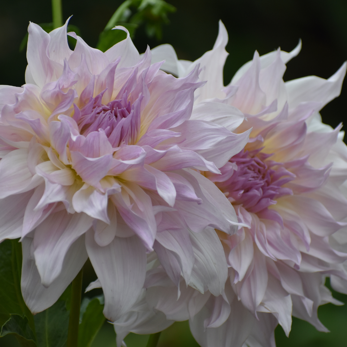 Dahlia Dinnerplate Shiloh Noelle - 2 tuber clumps - Longfield Gardens